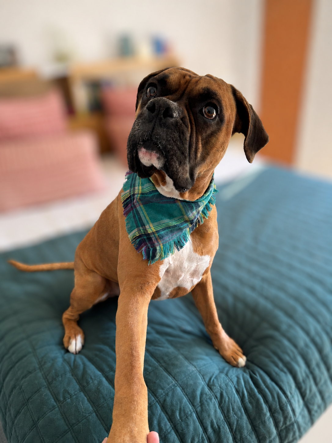 A brown and white Boxer dog wearing a green and blue plaid bandana sits on a teal quilted blanket in a home setting.